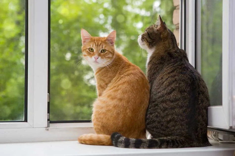 Servicio de cuidado de Gatos